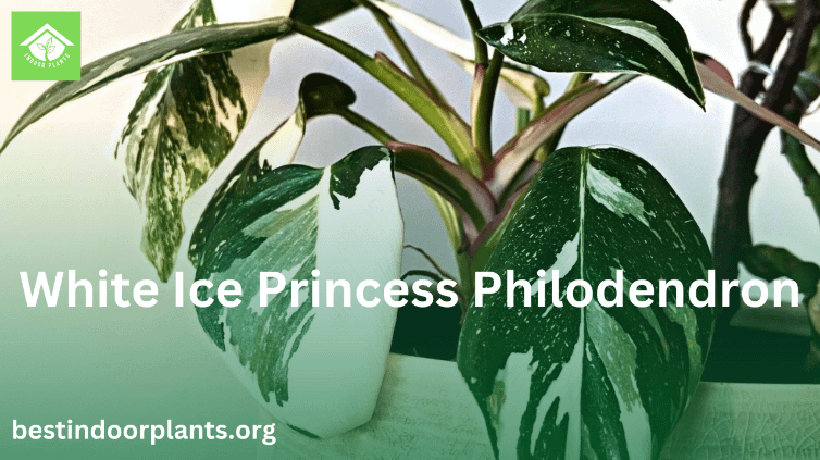 white ice princess philodendron