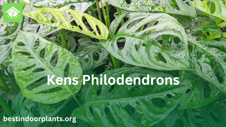 kens philodendrons