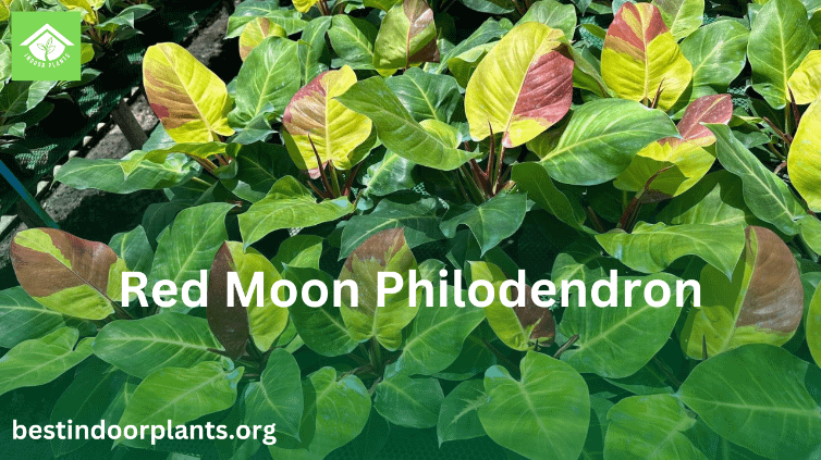 Red Moon Philodendron