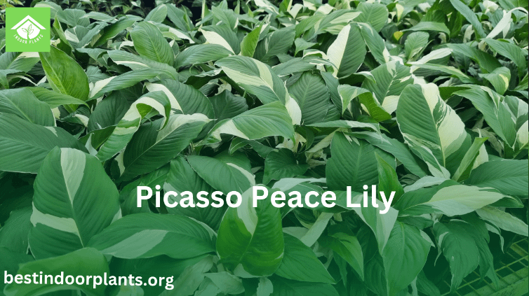 picasso peace lily