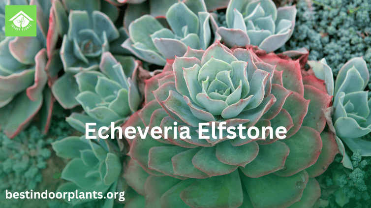 Echeveria Elfstone