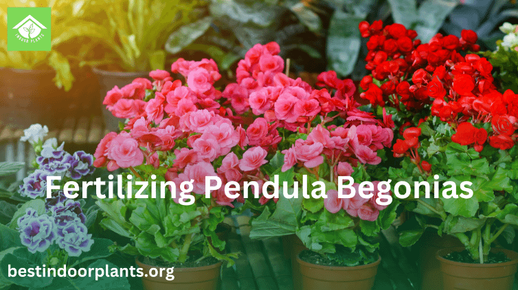 Fertilizing Pendula Begonias