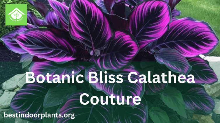 Botanic Bliss Calathea Couture