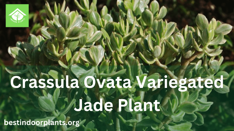 Crassula Ovata Variegated Jade Plant