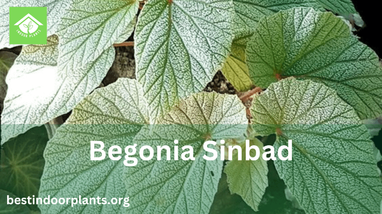 Begonia Sinbad