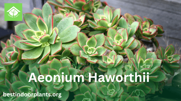 Aeonium Haworthii