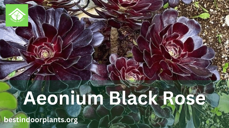 Aeonium Black Rose