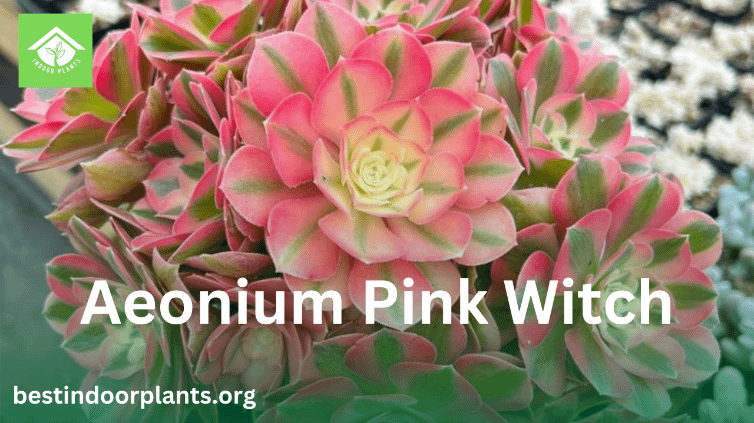 Aeonium Pink Witch