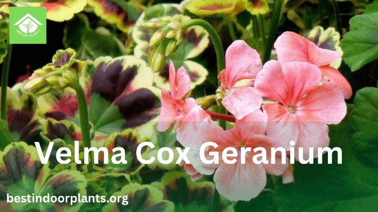 Velma Cox Geranium