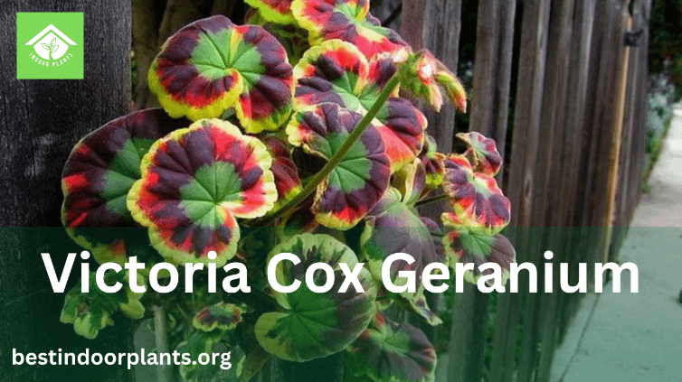 Victoria Cox Geranium: The Perfect Addition to Your Flower Garden