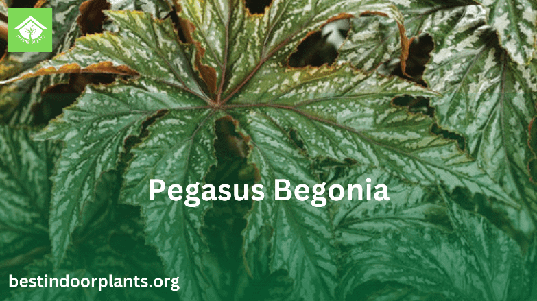 pegasus begonia