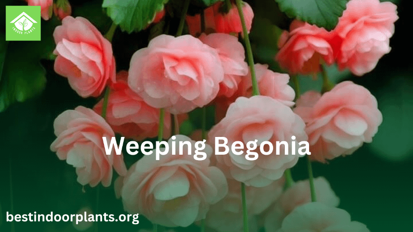 Weeping Begonia