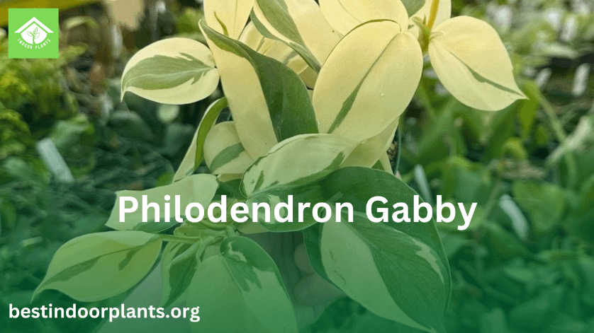 philodendron gabby