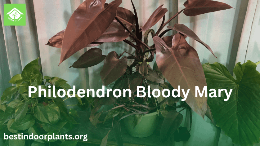 Philodendron Bloody Mary