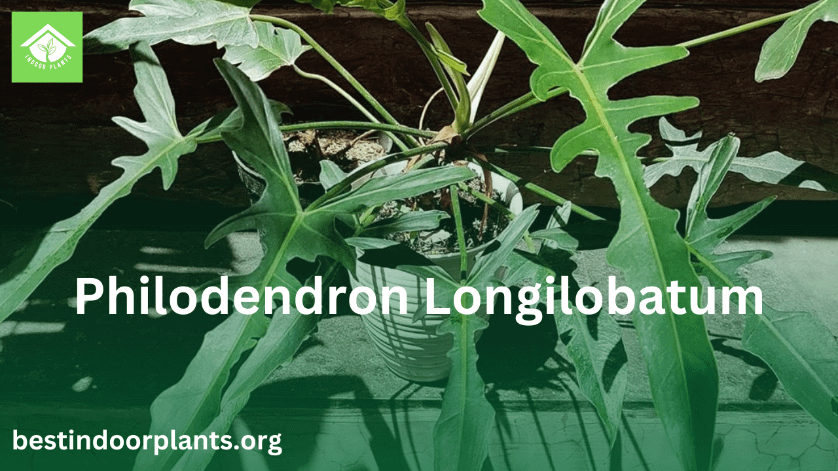 Philodendron Longilobatum