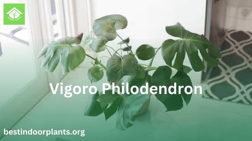 Vigoro Philodendron