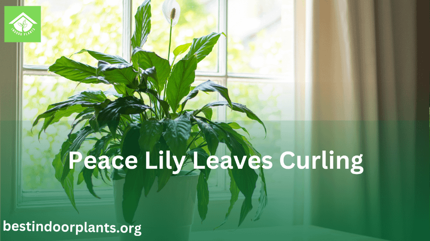 peace lily leaves curling