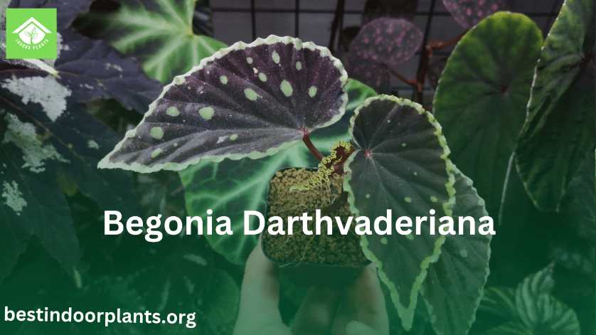 begonia darthvaderiana