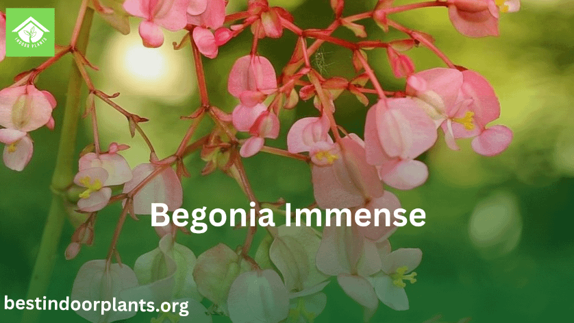 begonia immense