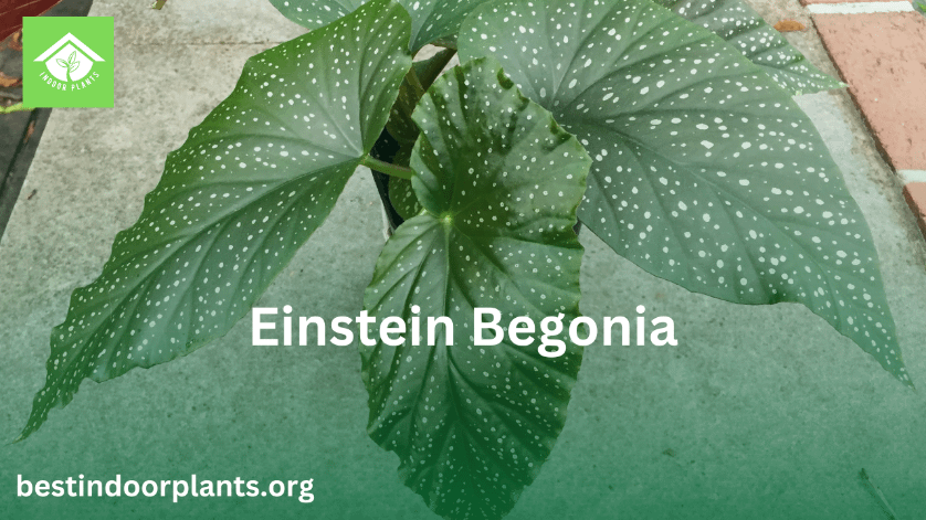 einstein begonia