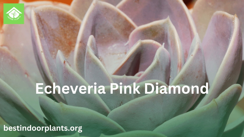 Echeveria Pink Diamond