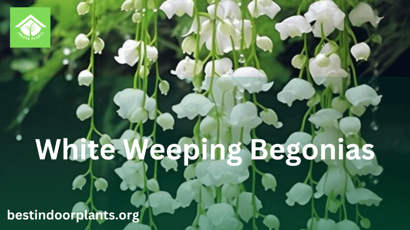 white weeping begonias