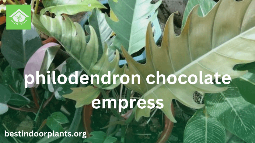 Philodendron Chocolate Empress