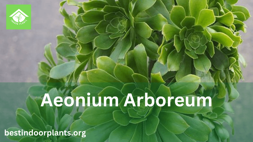 Aeonium Arboreum