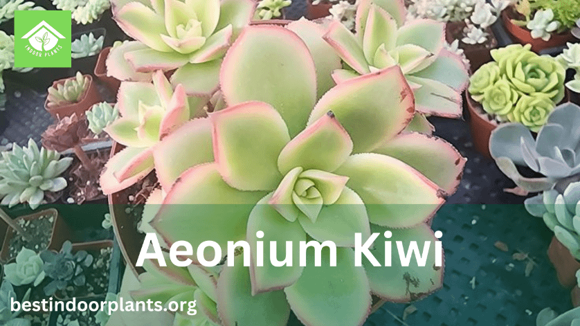 Aeonium Kiwi