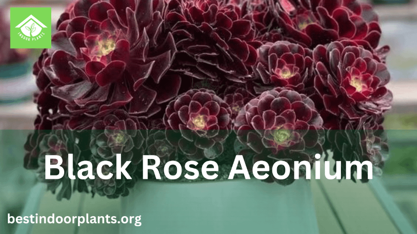 Black Rose Aeonium