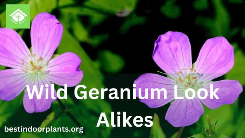 Wild Geranium Look Alikes