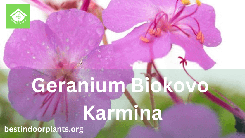 Geranium Biokovo Karmina