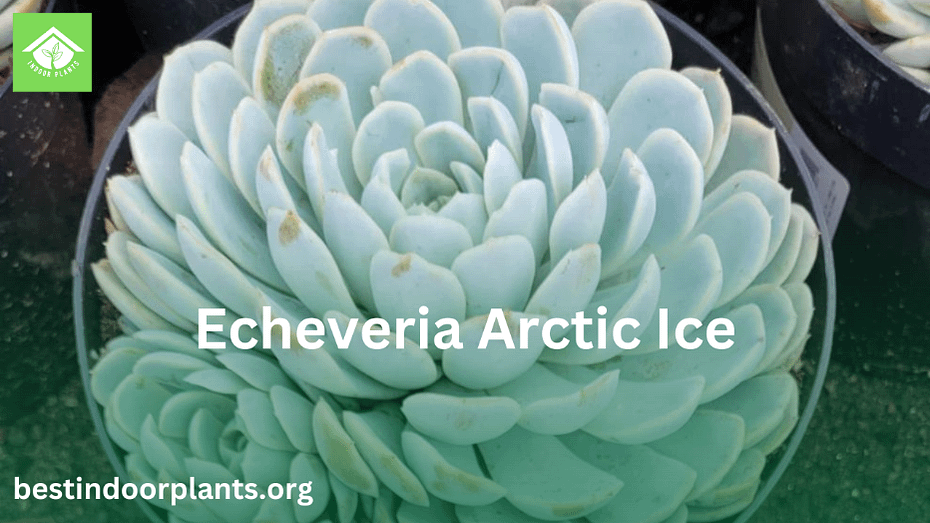 Echeveria Arctic Ice