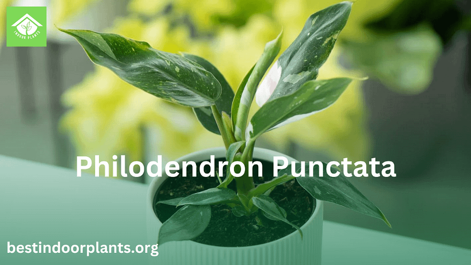 Philodendron Punctata