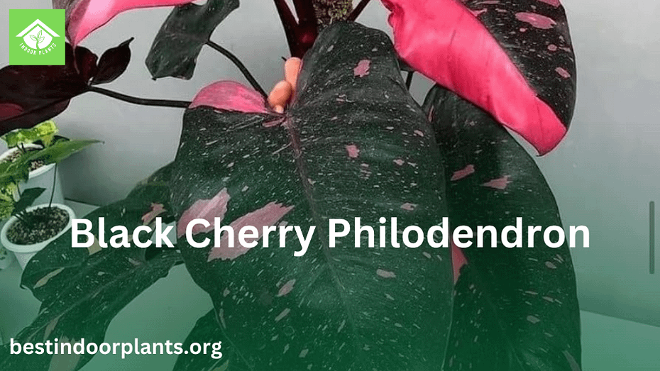 Black Cherry Philodendron