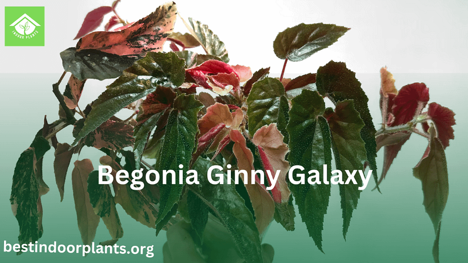 begonia ginny galaxy