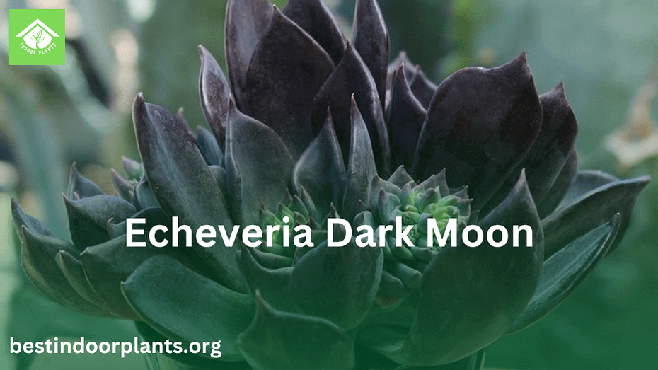 Echeveria Dark Moon