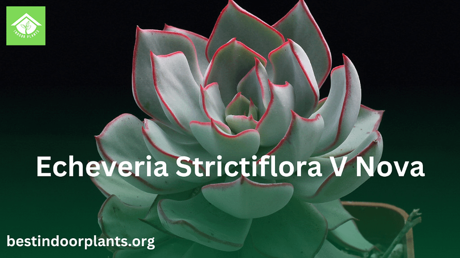 Echeveria Strictiflora v Nova