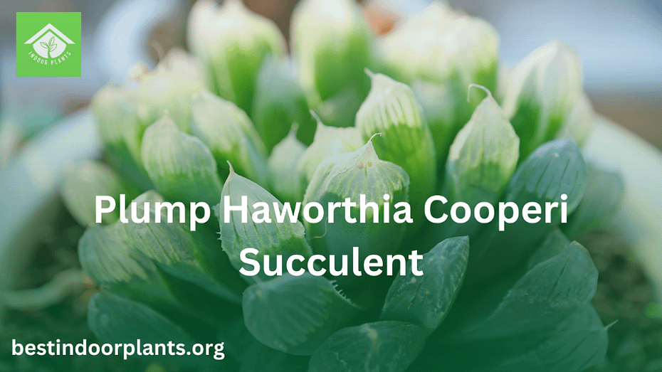 Plump Haworthia Cooperi Succulent