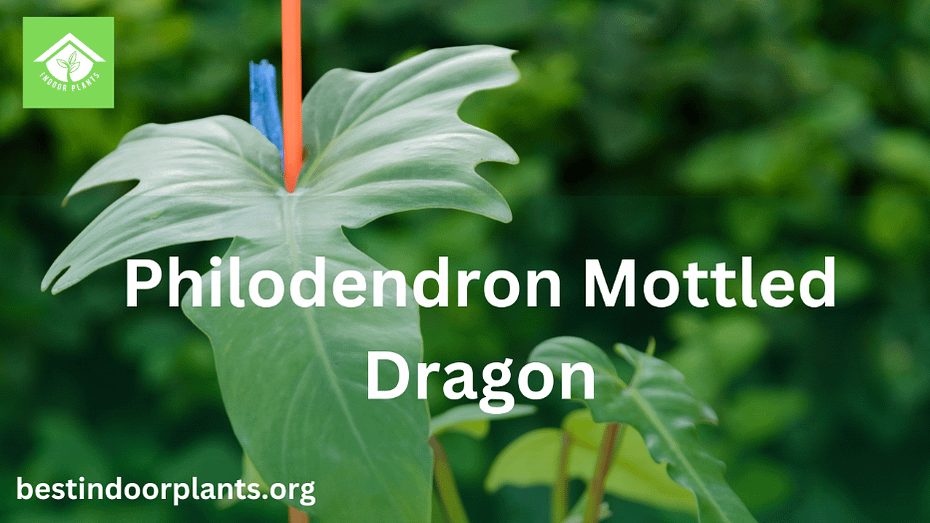 Philodendron Mottled Dragon