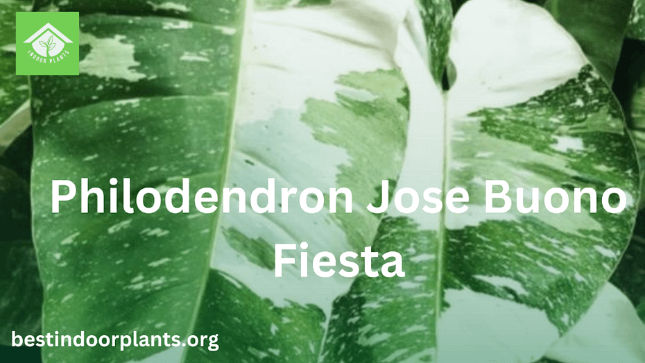 Philodendron Jose Buono Fiesta