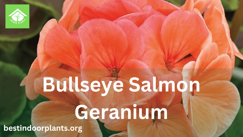 Bullseye Salmon Geranium