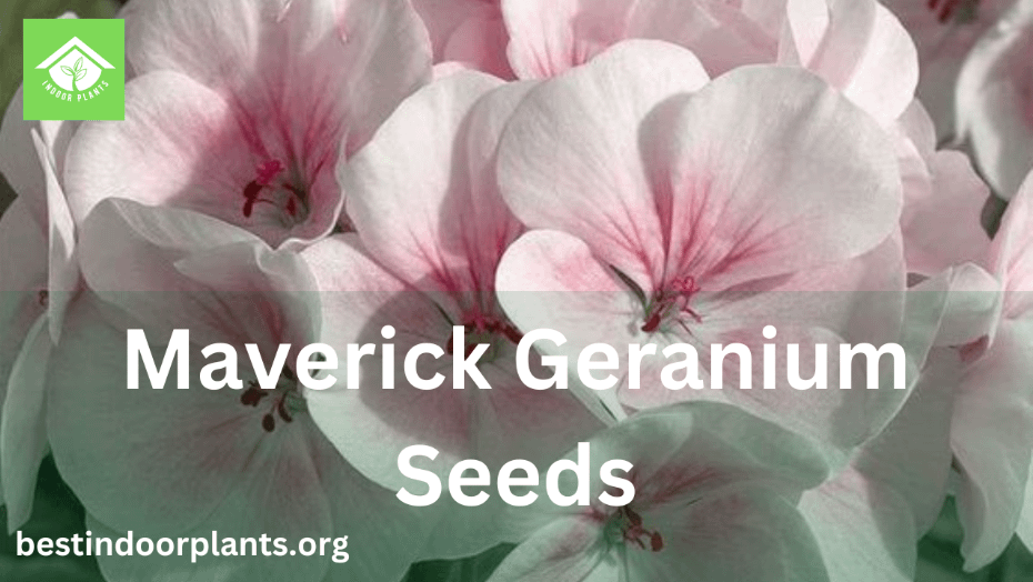 Maverick Geranium Seeds