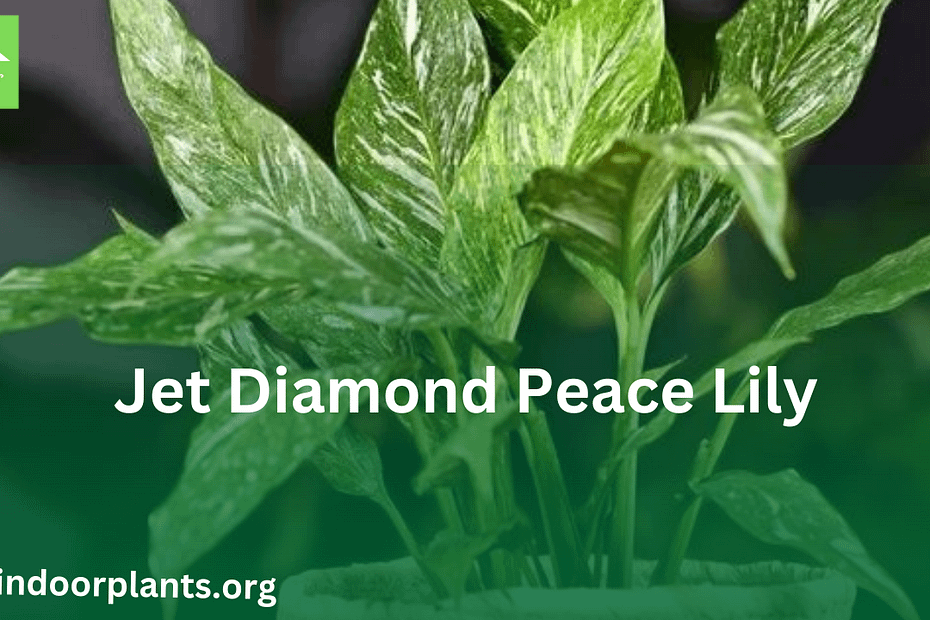Jet Diamond Peace Lily